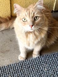 Found/Stray Male Cat last seen Toyon and Tokay across from Methodist Church , Modesto, CA 95350