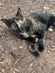 Lost Female Cat last seen Farmgate rd and southshore rd browns summit, NC , Guilford County, NC 27214