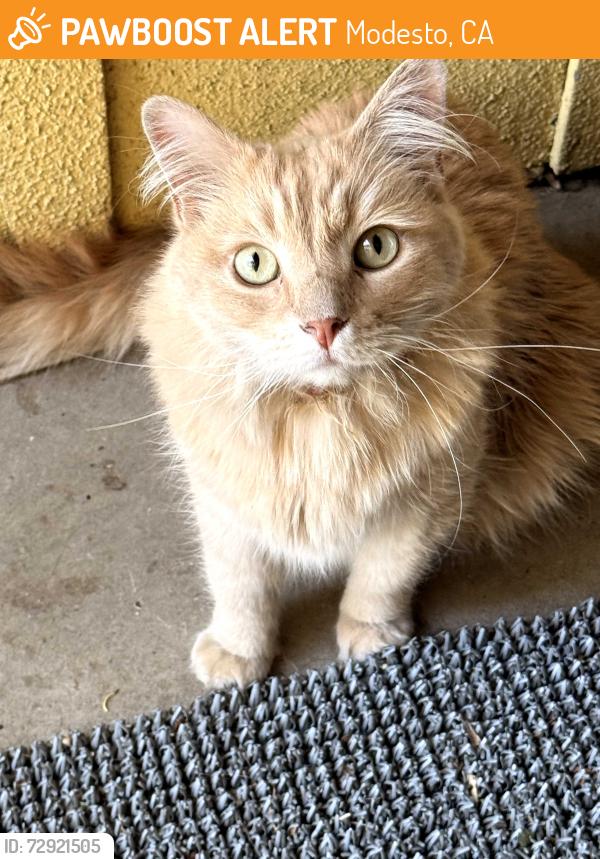 Found/Stray Male Cat last seen Toyon and Tokay across from Methodist Church , Modesto, CA 95350