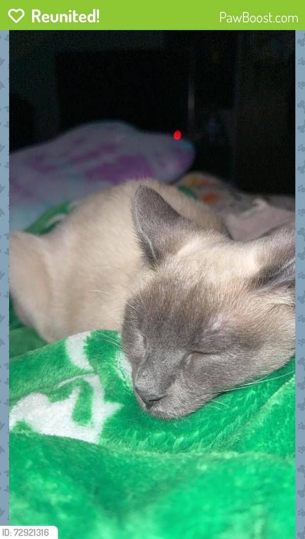 Reunited Female Cat last seen College and leonard, Grand Rapids, MI 49503