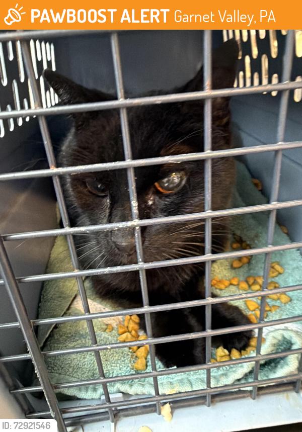 Found/Stray Unknown Cat last seen Near Kirk Road, Garnet Valley, PA 19060