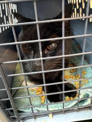 Found/Stray Unknown Cat last seen Near Kirk Road, Garnet Valley, PA 19060