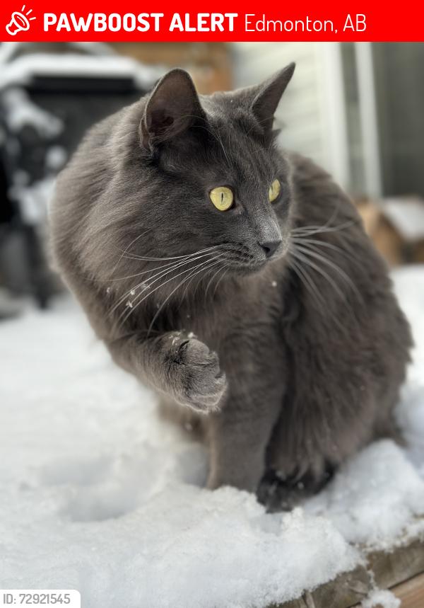 Lost Male Cat last seen Near tamarack rd ne edmonton, Edmonton, AB 