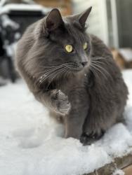 Lost Male Cat last seen Near tamarack rd ne edmonton, Edmonton, AB 