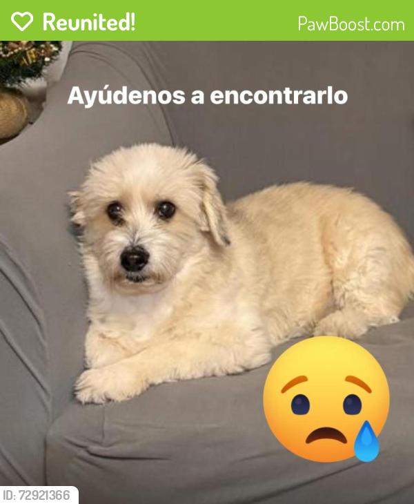 Reunited Male Dog last seen Near Meadow St, Danbury, CT 06810, EE. UU., Danbury, CT 06810
