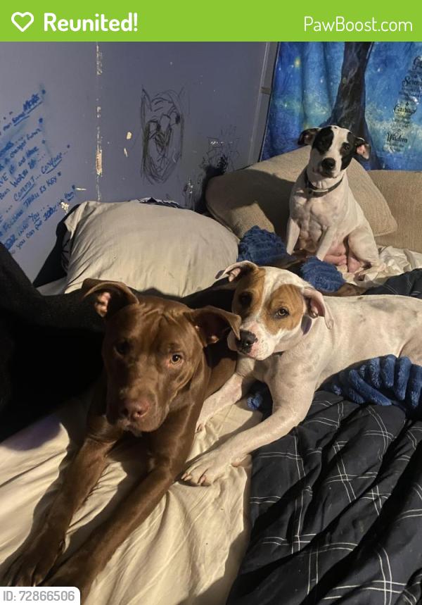 Reunited Male Dog last seen Grimes, Johnston County, NC 27501