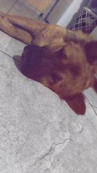 Lost Male Dog last seen Em frente ao Guartel , Boqueirão, PR 81670-360