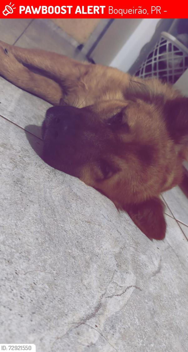 Lost Male Dog last seen Em frente ao Guartel , Boqueirão, PR 81670-360