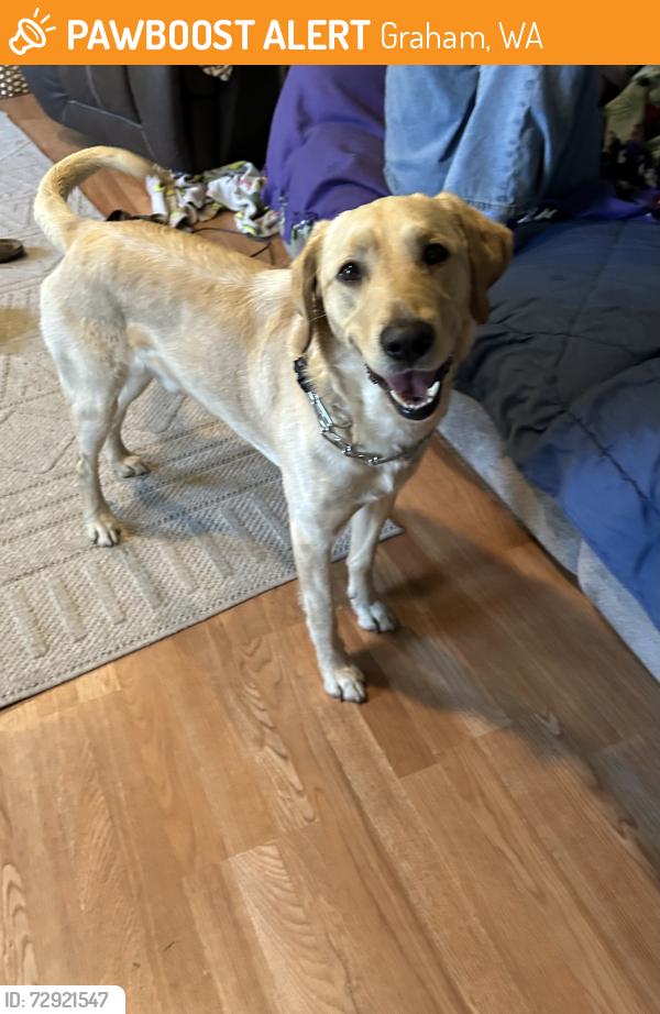 Found/Stray Male Dog last seen between jardel mutual plywood and Libery middle school in spanaway, Graham, WA 98387