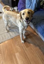 Found/Stray Male Dog last seen between jardel mutual plywood and Libery middle school in spanaway, Graham, WA 98387