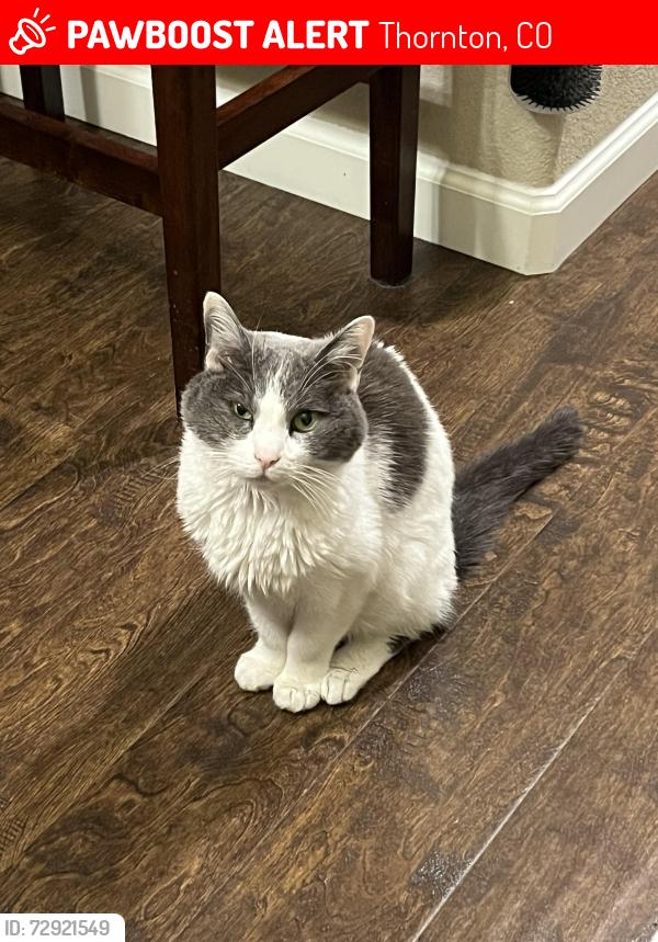 Lost Female Cat last seen Cherry cr and Dhalia drive, Thornton, CO 80233