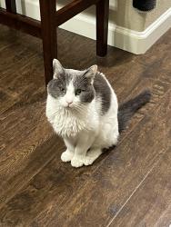 Lost Female Cat last seen Cherry cr and Dhalia drive, Thornton, CO 80233