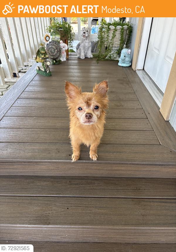 Found/Stray Male Dog last seen On the street, Modesto, CA 95357