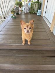 Found/Stray Male Dog last seen On the street, Modesto, CA 95357