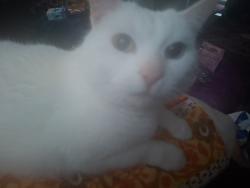 Reunited Female Cat last seen She stays around Havering Road Murray way, Greater London, England 