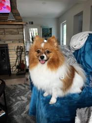 Reunited Female Dog last seen Whitfield Ave and Phillips Street, Whitfield, FL 34243