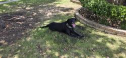 Reunited Male Dog last seen Limestone drive in little elm, Frisco, TX 75033