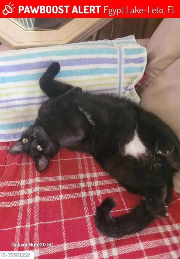 Lost Male Cat last seen Kirby Street and Glen Ave, Egypt Lake-Leto, FL 33614