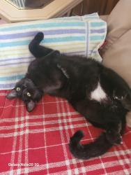 Lost Male Cat last seen Kirby Street and Glen Ave, Egypt Lake-Leto, FL 33614