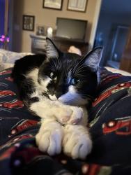 Reunited Female Cat last seen Steeplechase Drive and Blackhawk Drive, Windsor, CO 80550