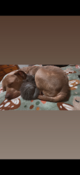 Reunited Male Dog last seen brook glenn rd, Taylors, SC 29687