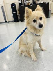 Found/Stray Female Dog last seen Barrington wilshire, Los Angeles, CA 90025