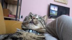 Reunited Female Cat last seen EUROSPAR Donegall Road, Belfast, Northern Ireland BT9 7BF