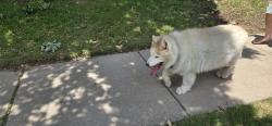 Found/Stray Male Dog last seen Limestone drive in little elm, Frisco, TX 75033
