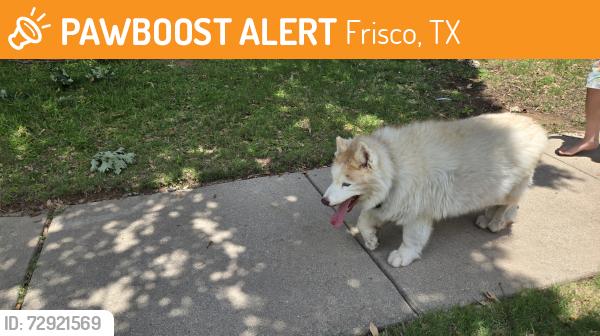 Found/Stray Male Dog last seen Limestone drive in little elm, Frisco, TX 75033