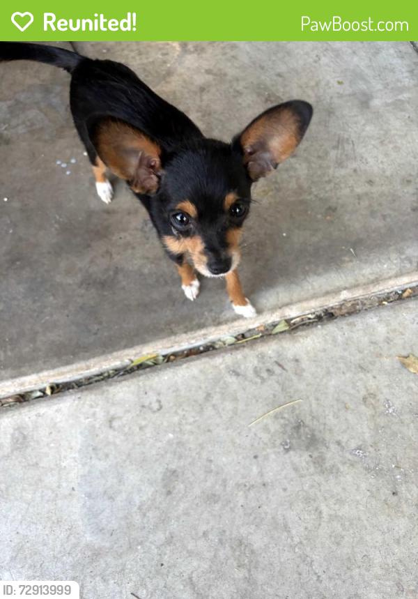 Reunited Female Dog last seen Val Vista and broadway, Mesa, AZ 85206