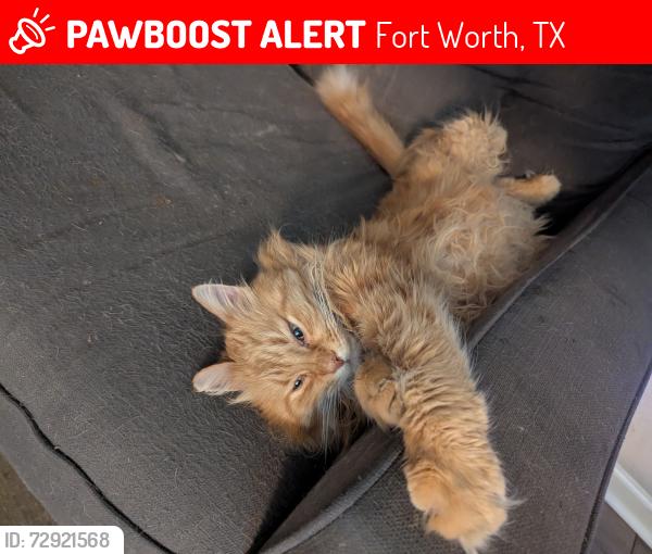 Lost Male Cat last seen McCart , Fort Worth, TX 76133