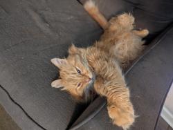Lost Male Cat last seen McCart , Fort Worth, TX 76133