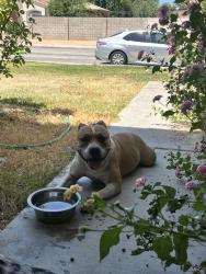 Found/Stray Female Dog last seen Challenger and Lancaster, Lancaster, CA 93535