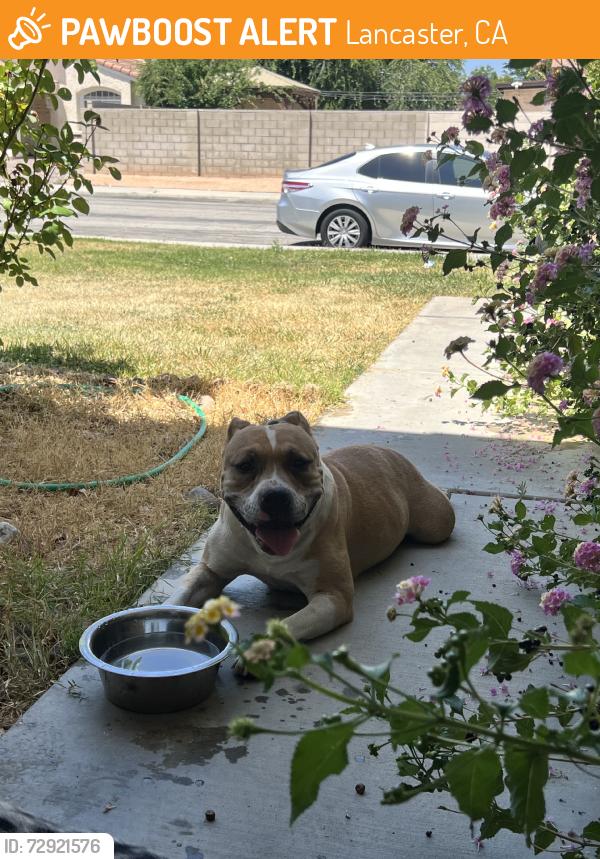 Found/Stray Female Dog last seen Challenger and Lancaster, Lancaster, CA 93535