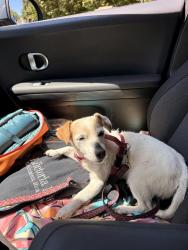 Reunited Female Dog last seen Henderson and 17th Ave SW, Seattle, WA 98106