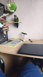 Lost Female Bird last seen Post barn post office, Medway, England ME4