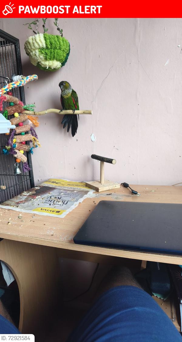 Lost Female Bird last seen Post barn post office, Medway, England ME4