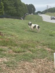 Found/Stray Unknown Dog last seen By First Quality, Anderson County, SC 29626
