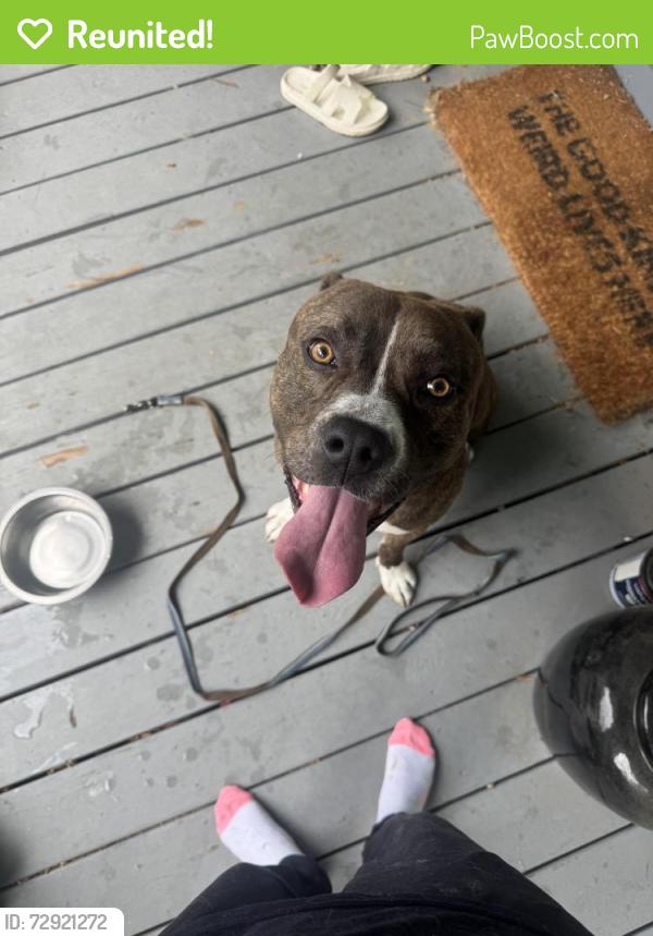 Reunited Male Dog last seen Avenue A and W 10th St, Rome, GA 30165