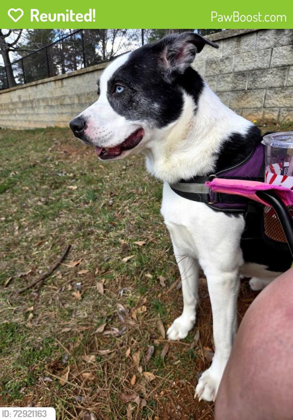 Reunited Male Dog last seen Buford Damn and Sanders Road, Cumming, GA 30041