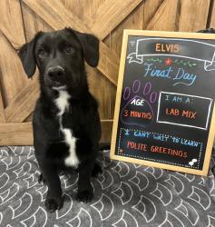 Reunited Male Dog last seen Lascassas pike and Simmons acres ln; near Busy Bee cafe and dollar general in Lascassas , Lascassas, TN 37085