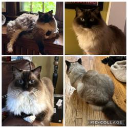 Reunited Male Cat last seen 49th and Portland Ave, Minneapolis, MN 55417