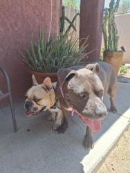 Reunited Male Dog last seen la cholla , Tucson, AZ 85705