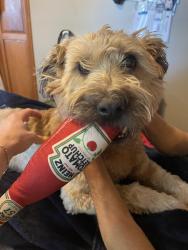 Reunited Female Dog last seen Near s kingshighway blvd, St. Louis, MO 63109