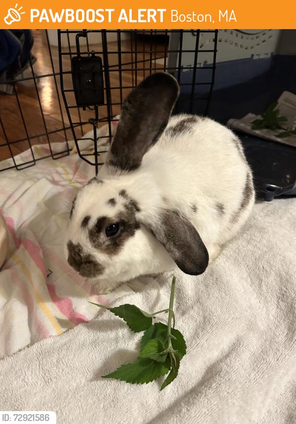 Found/Stray Unknown Rabbit last seen Chestnut Hill Reservoir , Boston, MA 02467