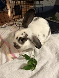 Found/Stray Unknown Rabbit last seen Chestnut Hill Reservoir , Boston, MA 02467