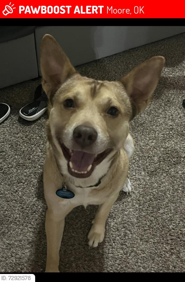 Lost Male Dog last seen 19th and Santa Fe, Moore, OK 73160