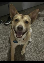 Lost Male Dog last seen 19th and Santa Fe, Moore, OK 73160
