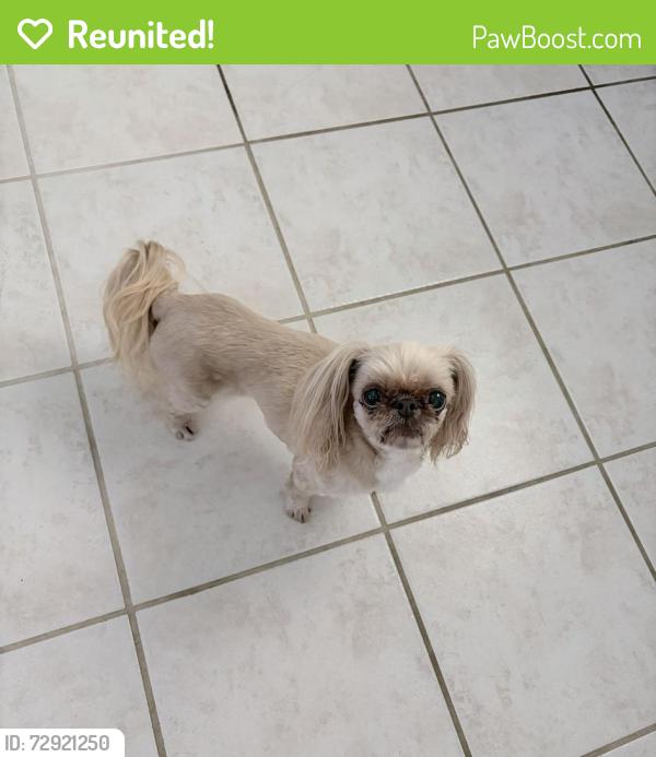 Reunited Female Dog last seen Charred Pine Dr & Riverwood Dr., Montgomery County, TX 77354