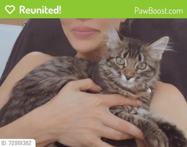 Reunited Female Cat last seen College ave, Costa Mesa, CA 92627